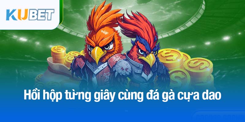 Đá gà cựa dao Kubet - Môn thể thao cá cược đầy cuốn hút 2 Hồi hộp từng giây cùng đá gà cựa dao